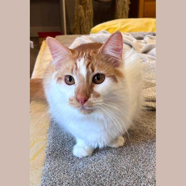 Photo of Mocha