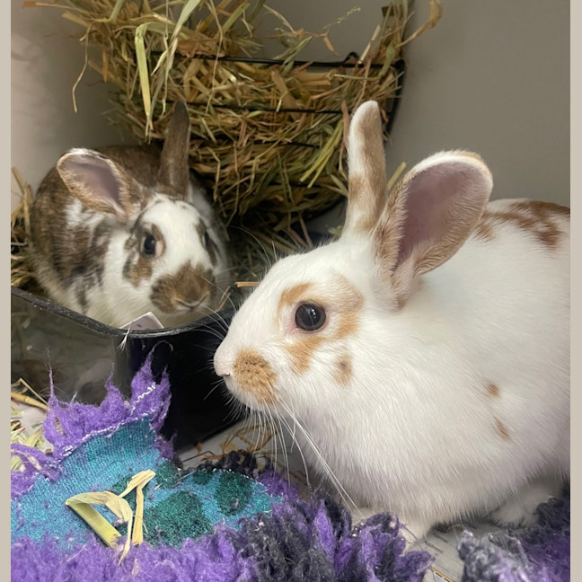 Photo of Bugs (Bonded To Peanut)