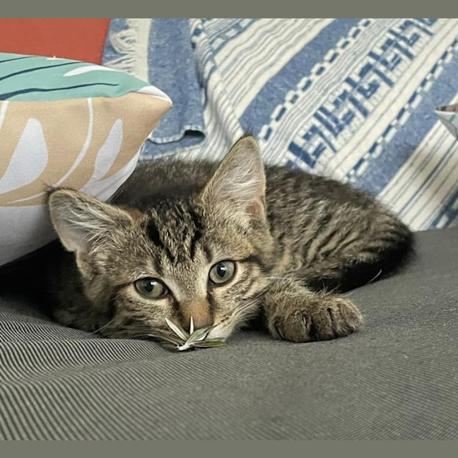 Photo of Blackberry   Reduced Adoption Fee   $200