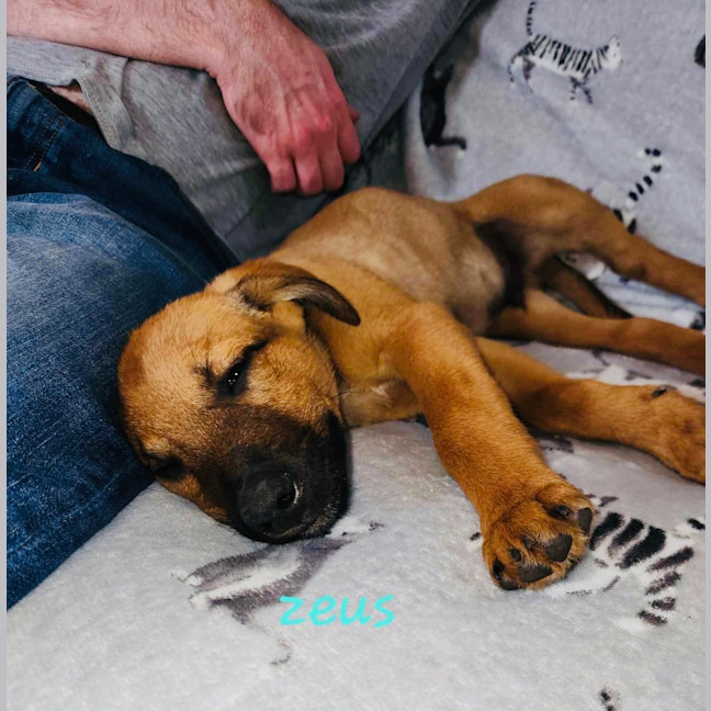 Photo of Zeus