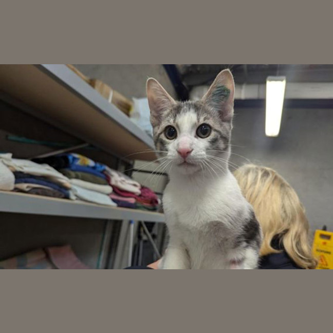Photo of Mochi