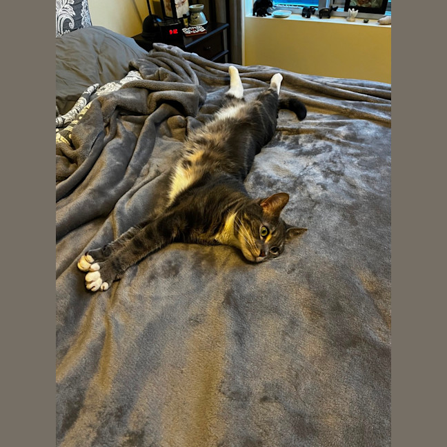 Photo of Quilly Willy