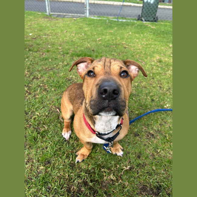 Photo of Scrappy Doo