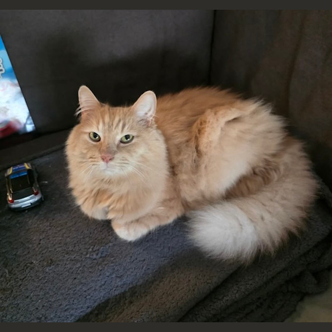 Photo of Chilli