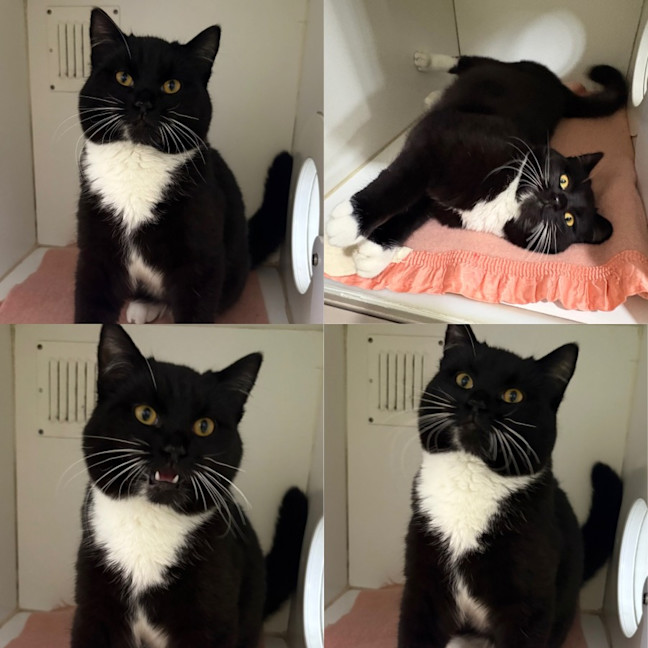 Photo of Oreo