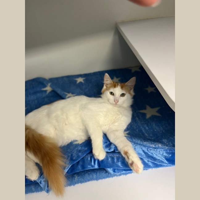 Photo of Guinness