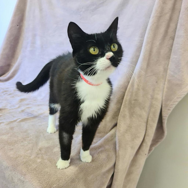 Photo of Lyra