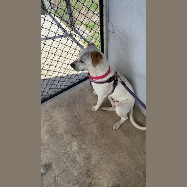 Photo of Luna