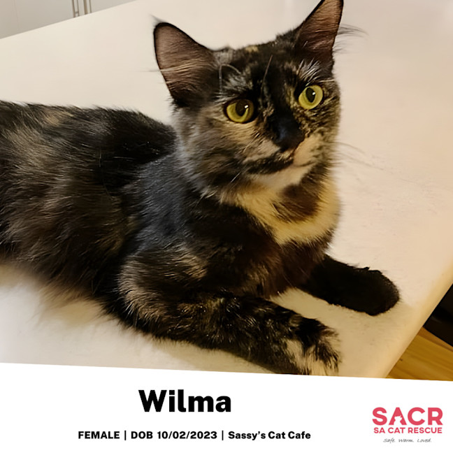 Photo of Wilma