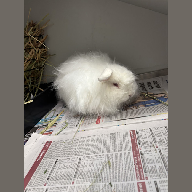 Photo of Milo