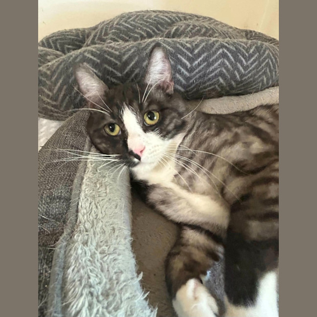 Photo of Tiger