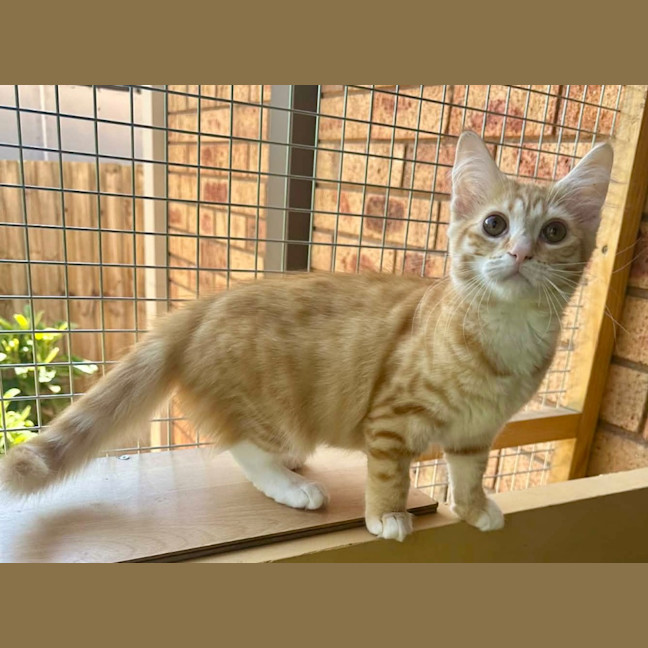 Photo of Tilly Torrens