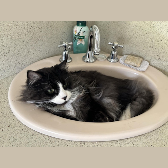 Photo of Gizmo & Mushu