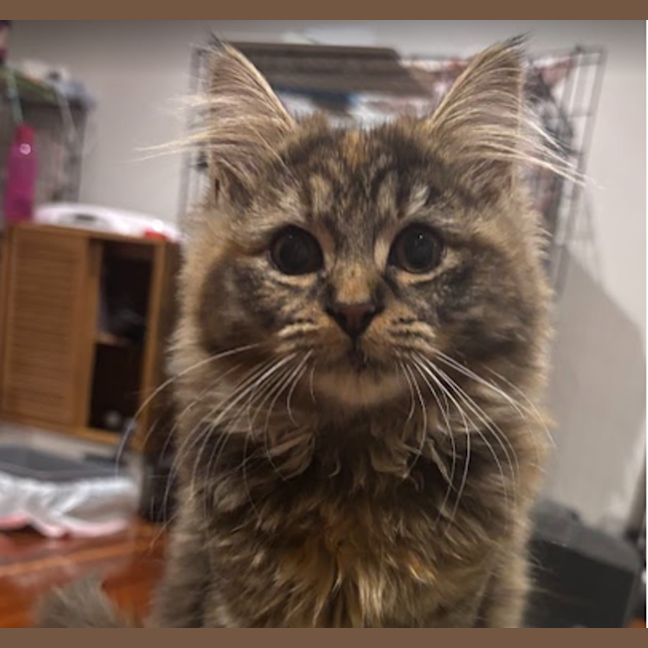 Photo of Dusty