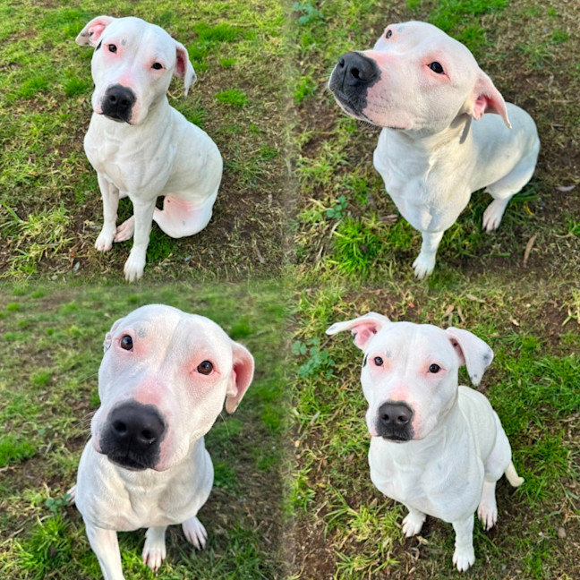 Photo of Snowy
