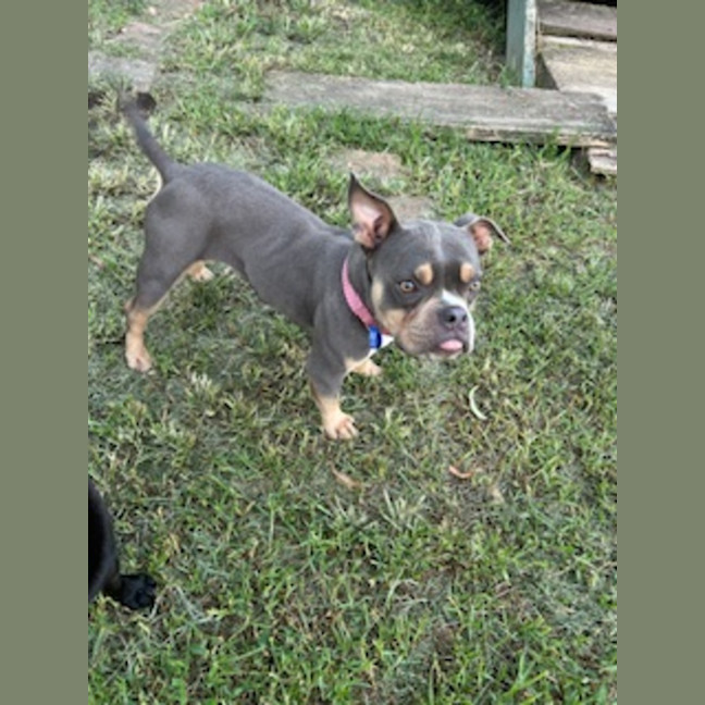 Photo of Nala   1.5 Year Old Bulldog X