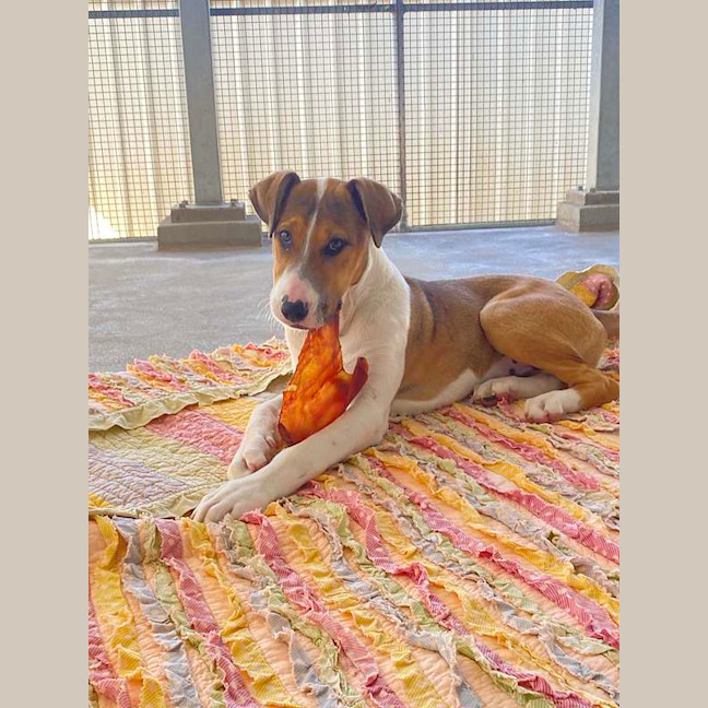 Photo of Willow