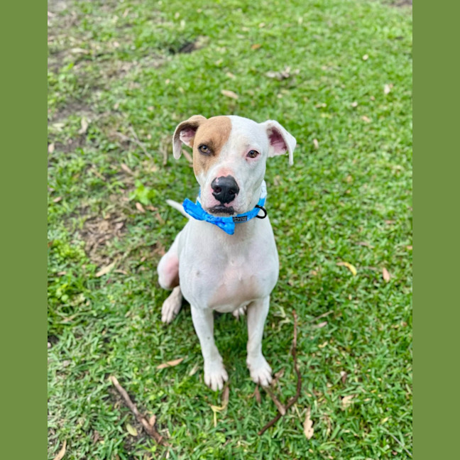 Photo of Dustin *$150 Adoption Fee*