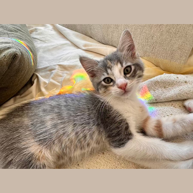 Photo of Lavender Haze