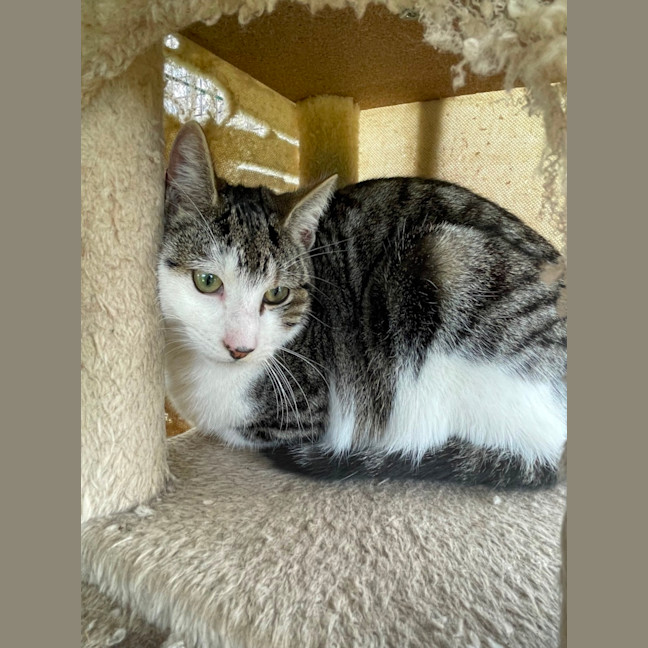 Photo of Bobcat