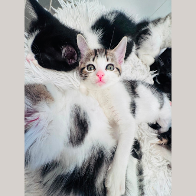 Photo of Dandelion 🌼