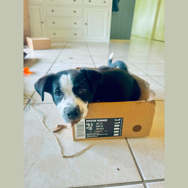 Photo of Olive 