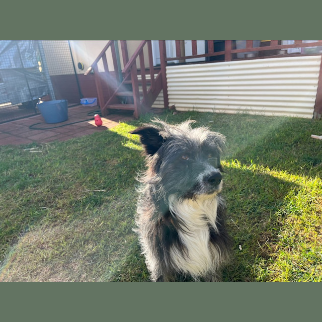 Photo of Alfie