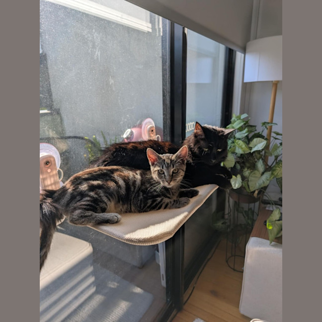 Photo of Skylar   Located In Pascoe Vale 