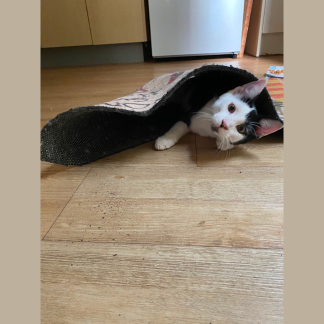 Photo of $300 Pirate 🐾