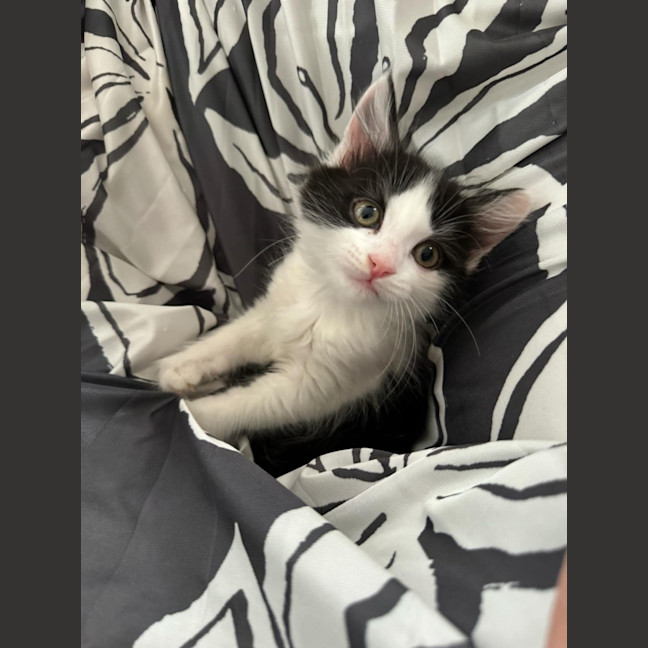 Photo of Benny & Gatsby