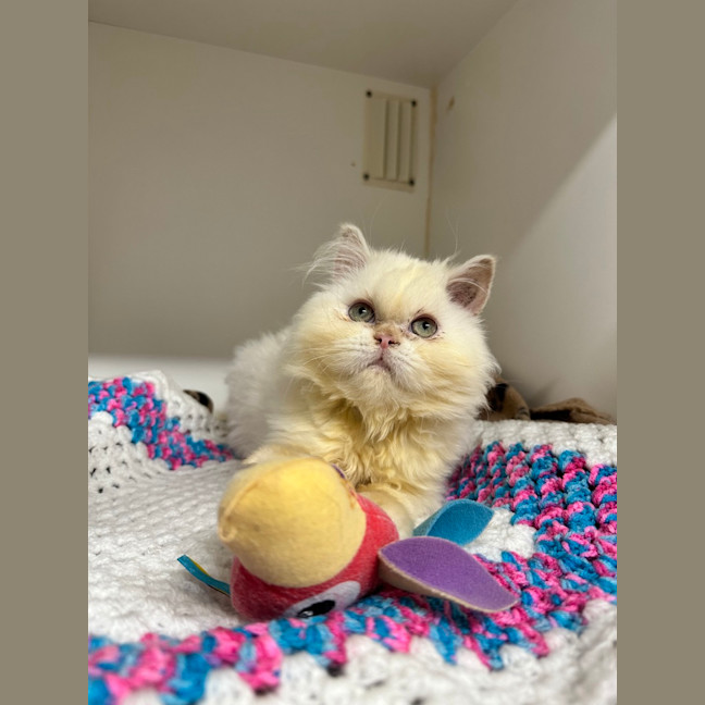 Photo of Gemini (Mello)
