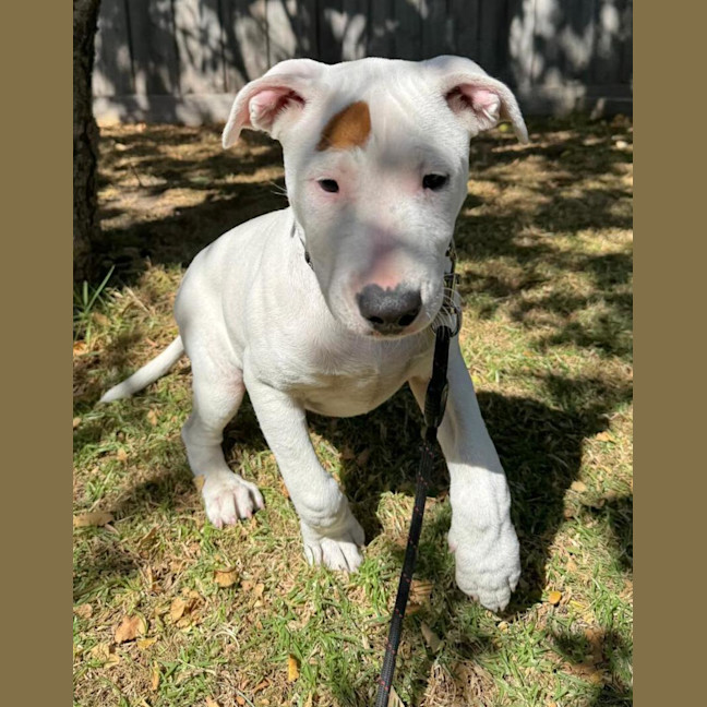 Photo of Jemima (68245)