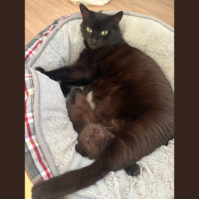 Photo of Mystique (With Panda)