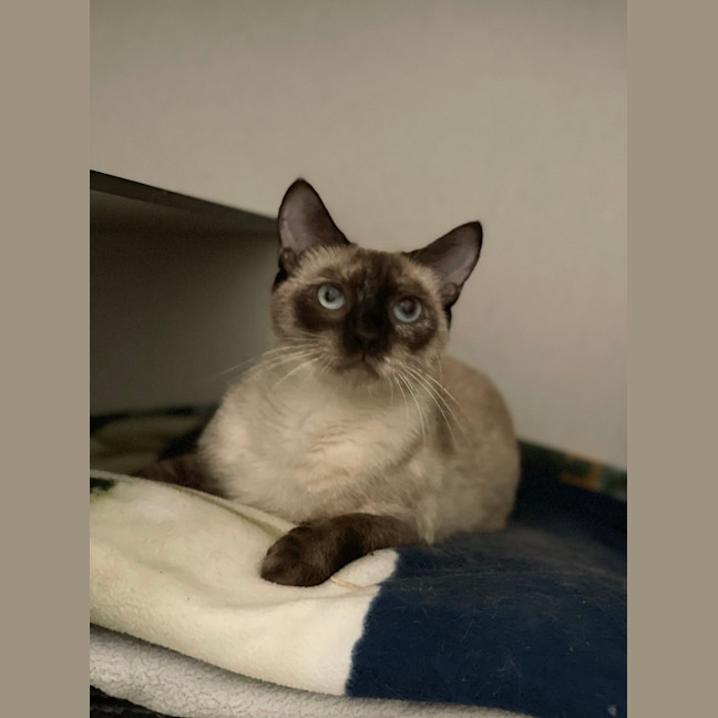 Photo of Iris