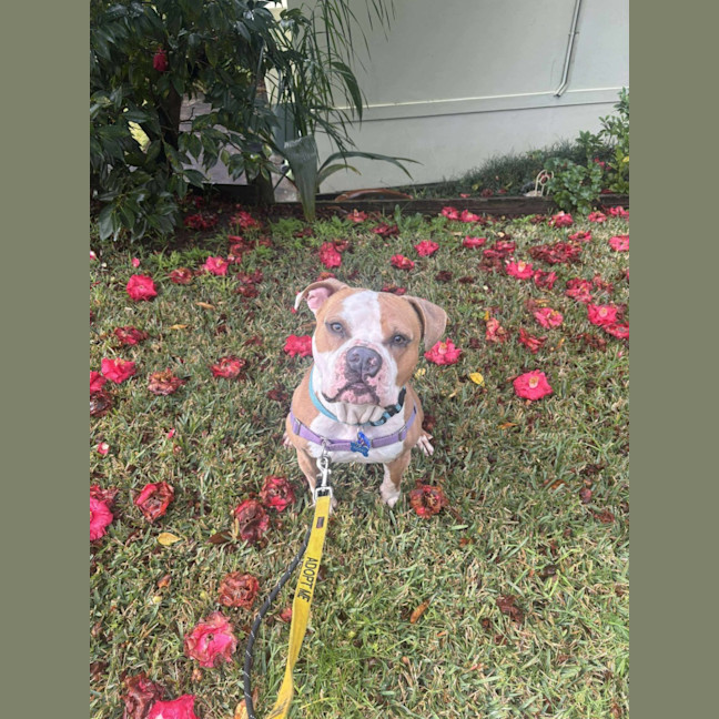 Photo of Scooby   2 Year Old American Bulldog