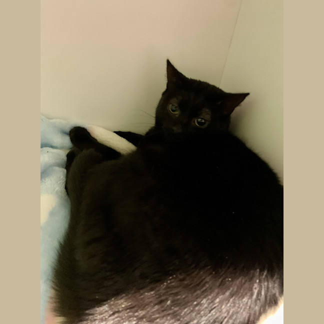 Photo of Onyx