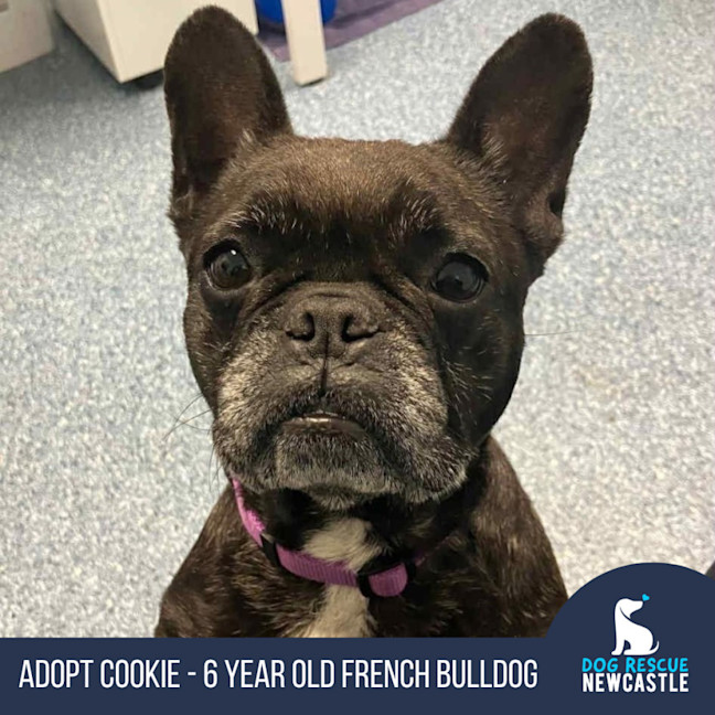 Photo of Cookie   6 Year Old French Bulldog
