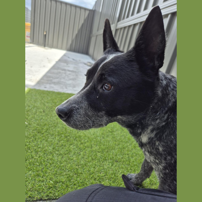 Photo of Snowy! ❄️