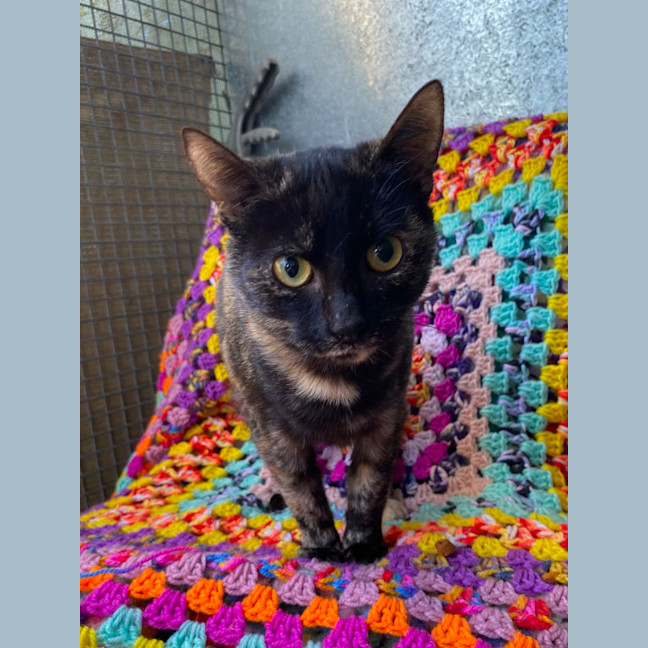 Photo of Cinders