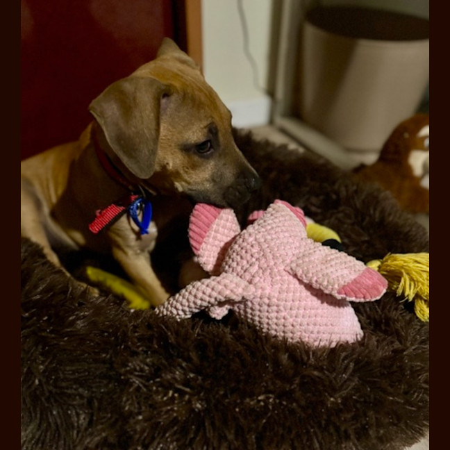 Photo of Alvin   4 Month Old Mixed Breed (Trial)
