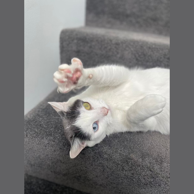 Photo of Missy & Pablo 🌷🐈