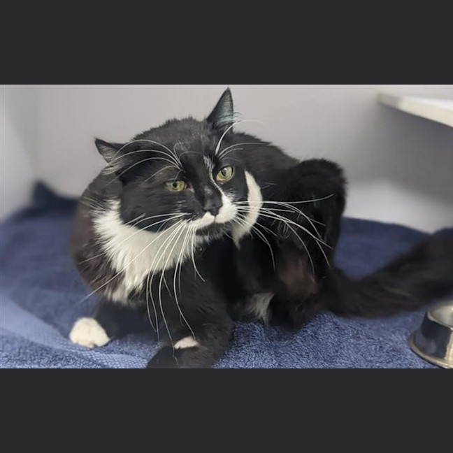 Photo of Badger