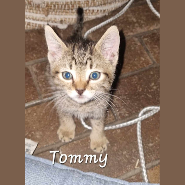 Photo of Tommy