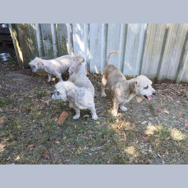 Photo of Frankie 💙