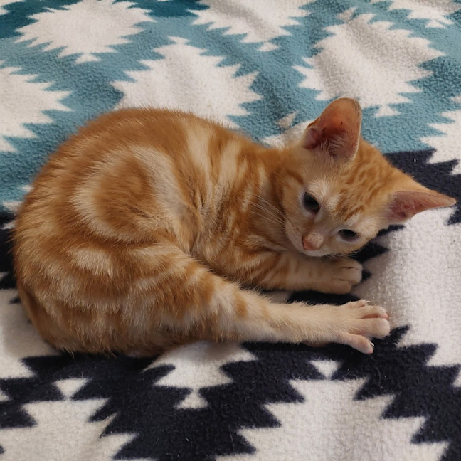 Photo of Marigold