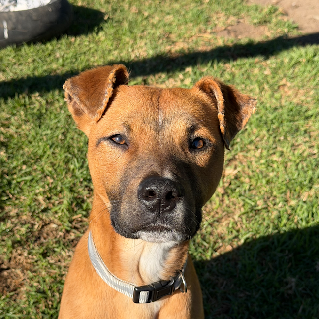 Photo of Rango