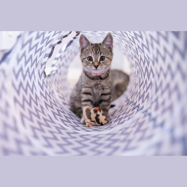 Photo of Kira