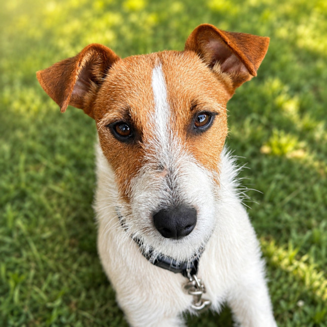 Photo of Walter