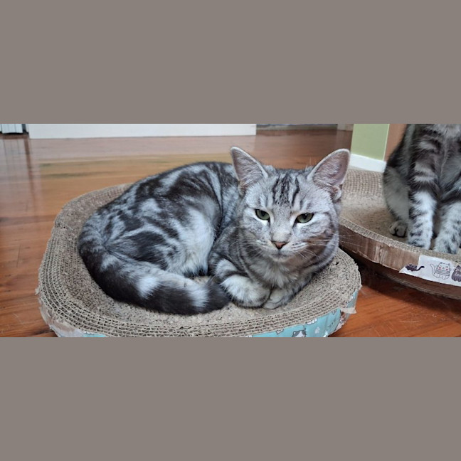 Photo of Flora, Sammy, And Vicky