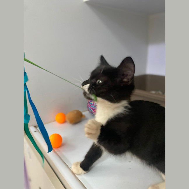 Photo of Shanti (9965)